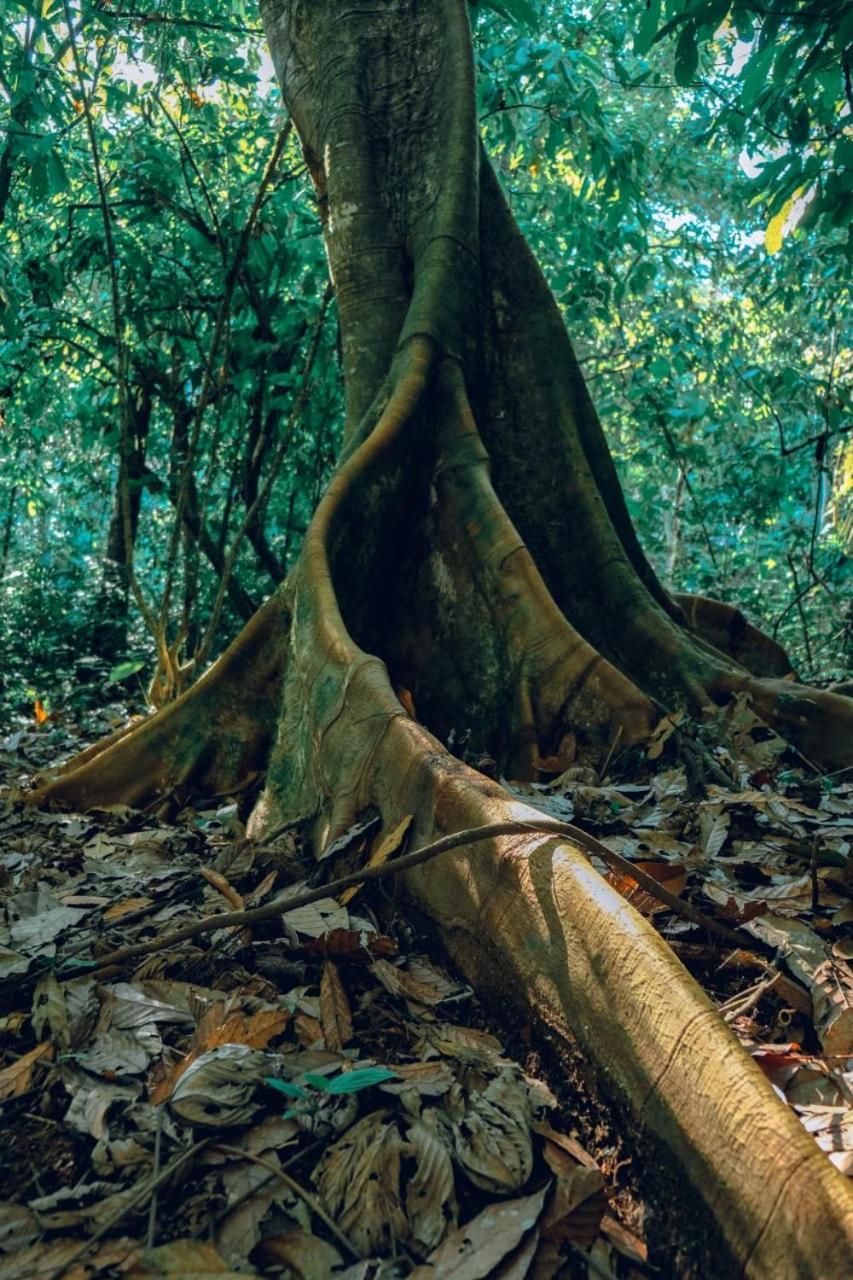 Gaia Amazon Eco Lodge Ahuano Екстер'єр фото
