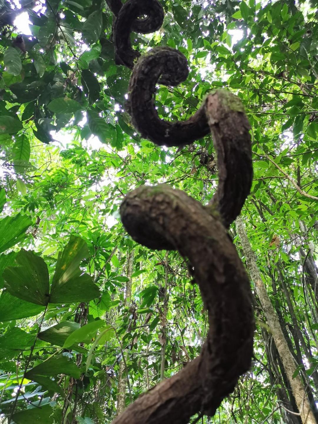 Gaia Amazon Eco Lodge Ahuano Екстер'єр фото